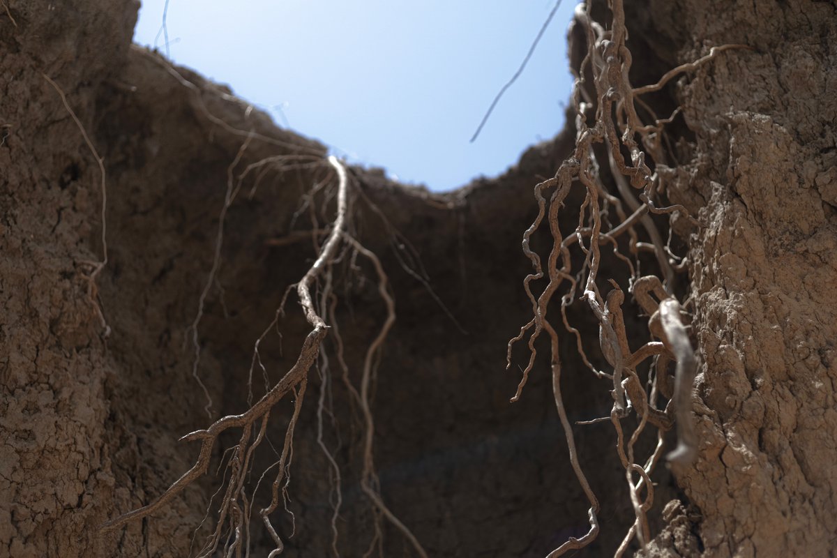 mdegaall's tweet photo. #TB to 2022, had the opportunity to Document those images in a study on how some Somali pastoral communities survived the drought, presented to UNDP.
#droughts #resilience #crises #togdheer #awdal #docphotography https://t.co/kvgSna56Rv