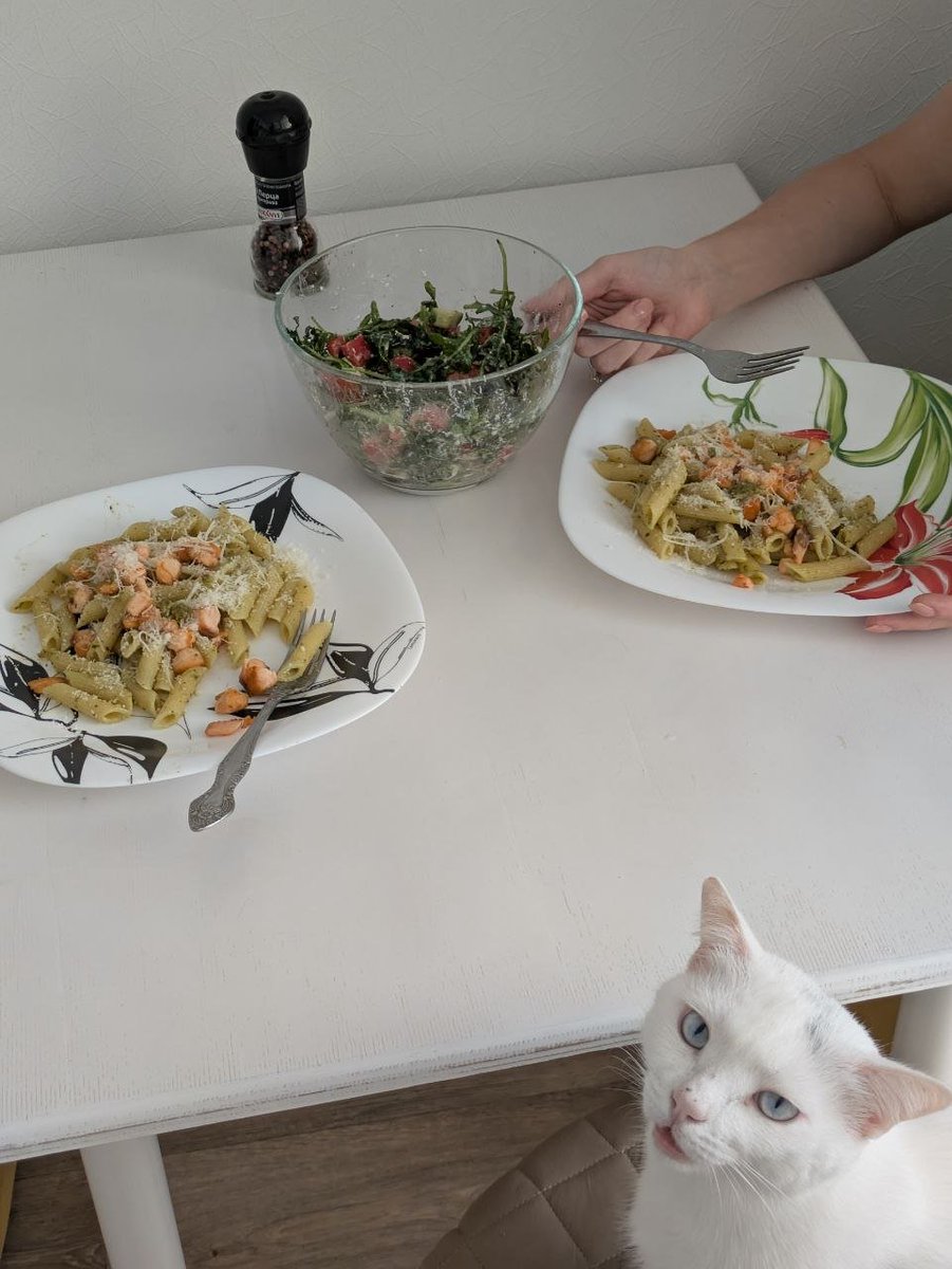 DiscoDirector's tweet image. my cat has some questions about the salmon in our pasta