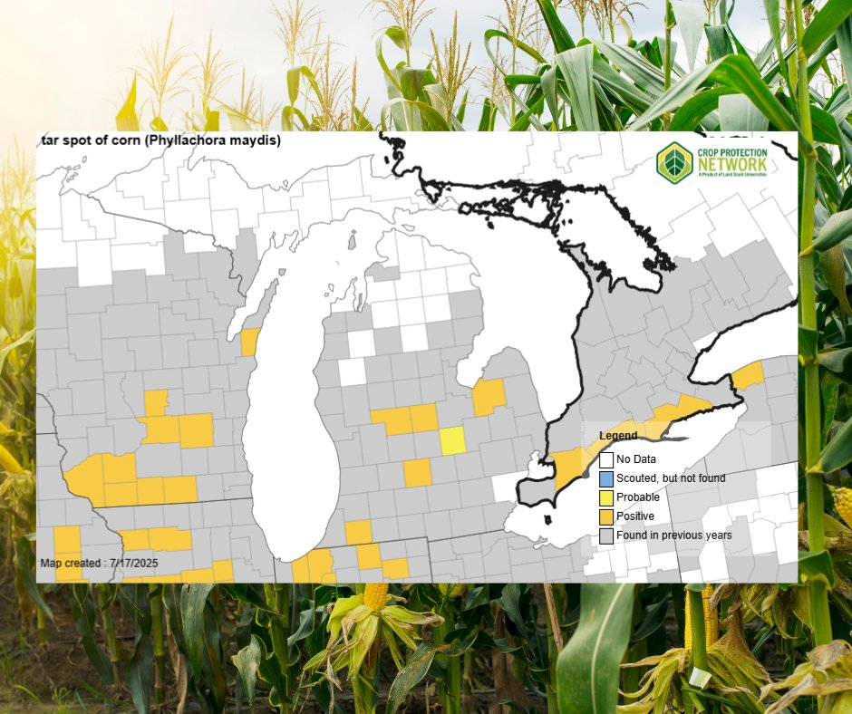 Dairy at MSU (@dairymsu) on Twitter photo Tar spot has been identified in several MI counties. It's time to scout fields and consider whether fungicide application is appropriate.
Updated map: cropprotectionnetwork.org/maps/tar-spot-ā¦
Fungicide return-on-investment: cropprotectionnetwork.org/fungicide-roi-ā¦
Background on tar spot: canr.msu.edu/news/fungal-in⦠Tar spot has been identified in several MI counties. It's time to scout fields and consider whether fungicide application is appropriate.
Updated map: cropprotectionnetwork.org/maps/tar-spot-ā¦
Fungicide return-on-investment: cropprotectionnetwork.org/fungicide-roi-ā¦
Background on tar spot: canr.msu.edu/news/fungal-inā¦