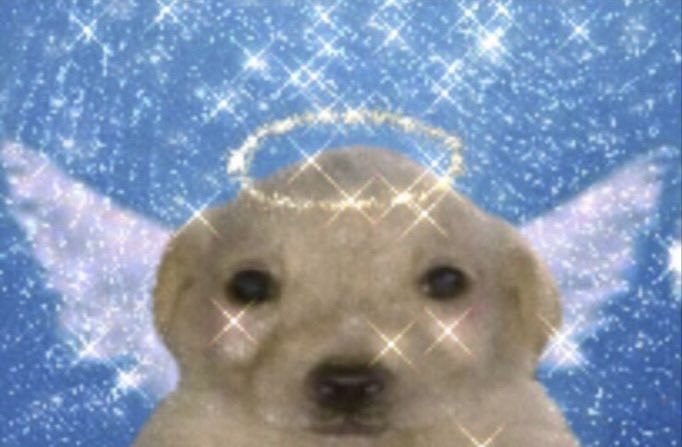 Cinnamon tweet media