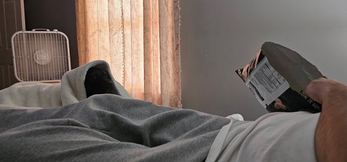 ChadDavis85's tweet image. I was sitting in bed the other evening and my dog hears me eating popcorn and comes out from the blanket like a Jedi Knight... 🤣