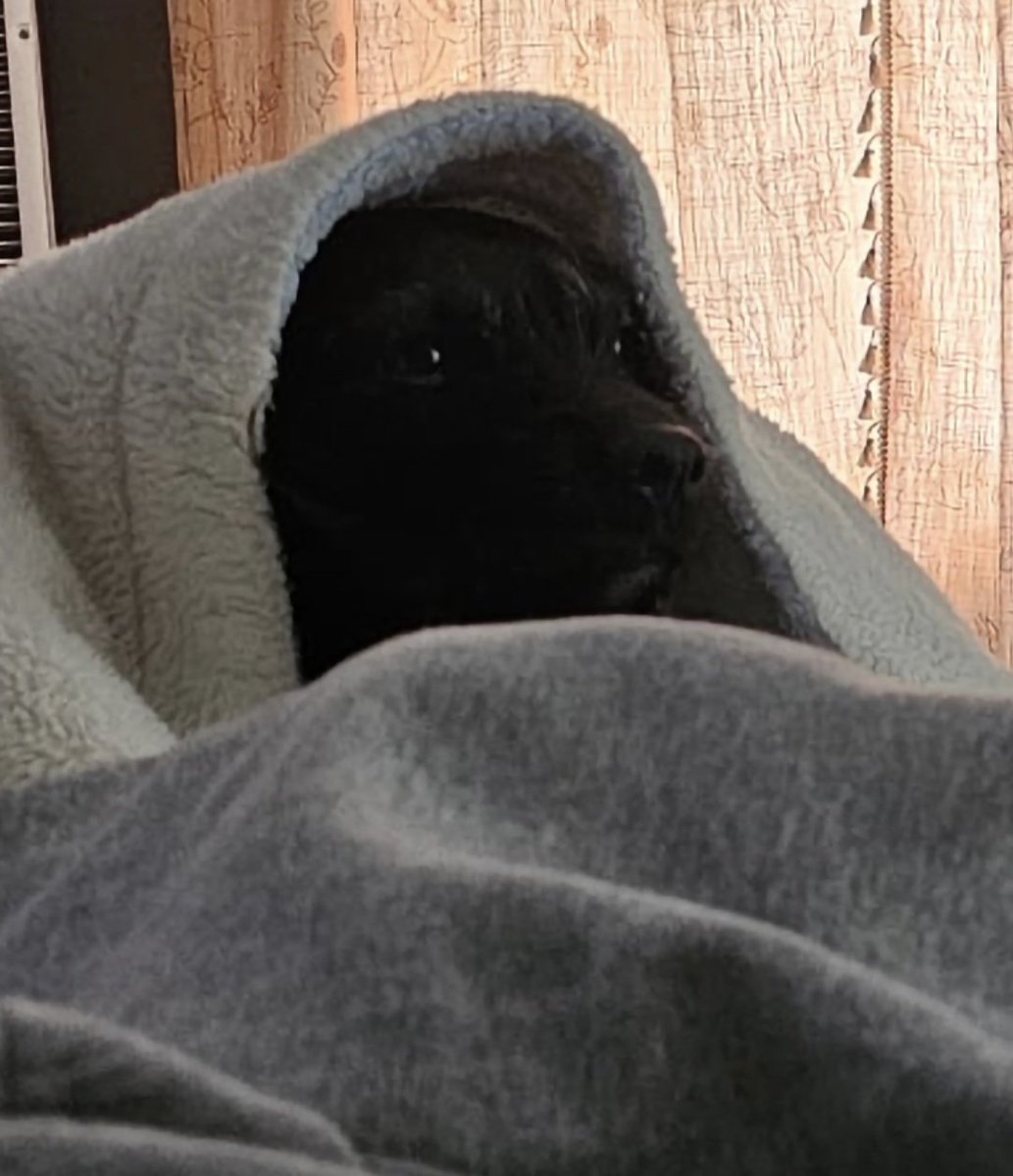 ChadDavis85's tweet image. I was sitting in bed the other evening and my dog hears me eating popcorn and comes out from the blanket like a Jedi Knight... 🤣