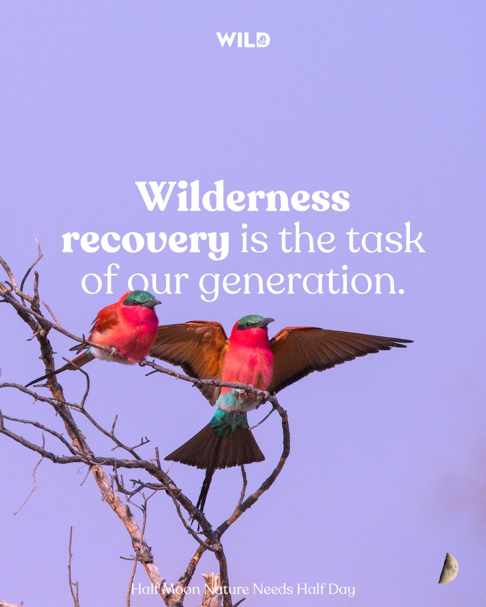 🌗 ‘Wilderness recovery, I firmly believe, is the most important task of our generation.’  -Dr. Reed Noss, Conservation Biologist. 💥 #Half is possible. To help us achieve our target support us at WILD.org, and join the #NNH movement: natureneedshalf.org/you-can-help/