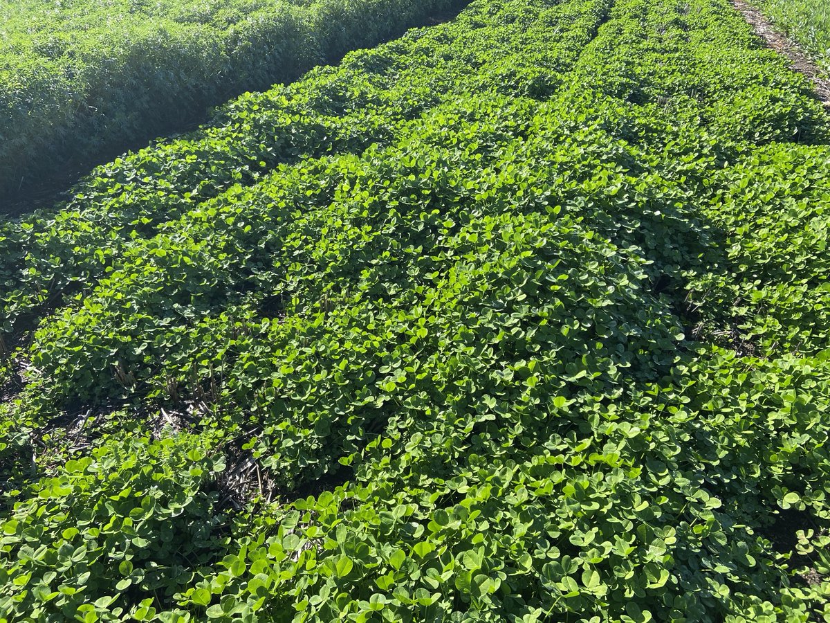 Bladder clover (Diaman2ti) started to get going at Tambellup trial site.