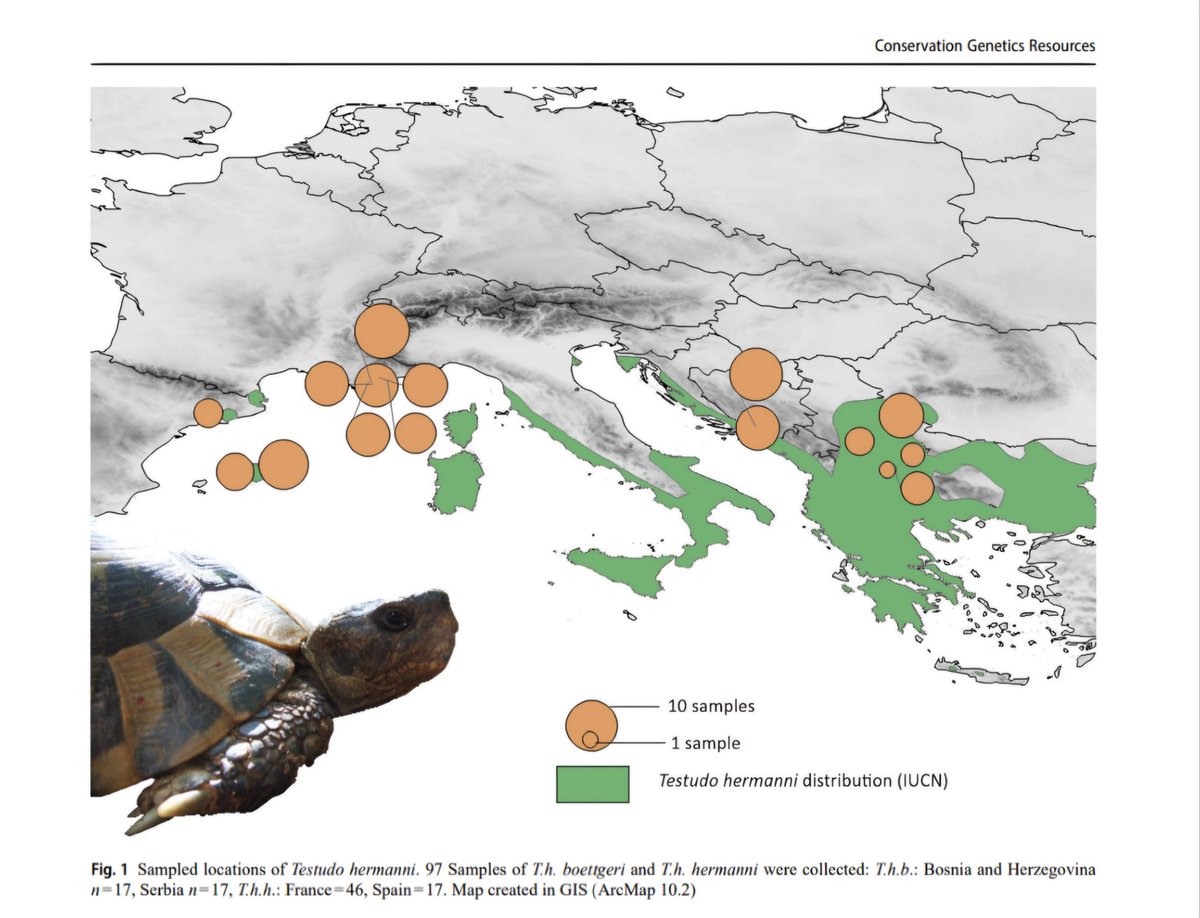 Publicació sobre la determinació geografica de la tortuga mediterrània mitançant l'analisi genètic, en la que <a href="/CRARC_Masquefa/">CRARC</a> ha col·laborat juntament amb 9 institucions científiques de tot Europa, com tortugues.cat o dght.de #centresdefauna #testudo