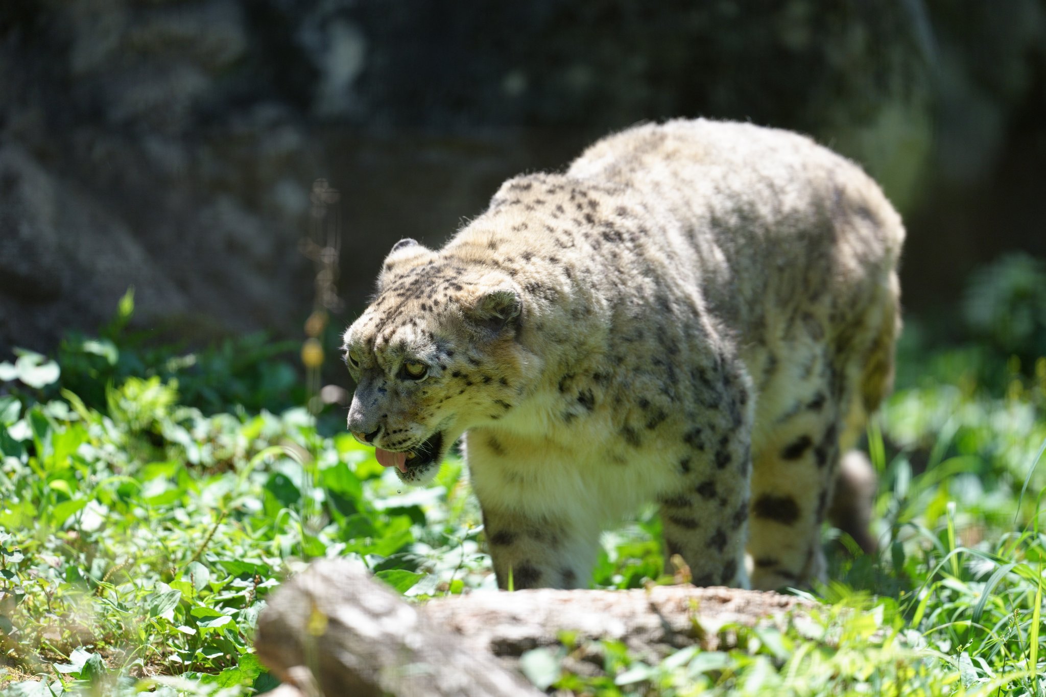 動物と共に…… A Lioness Bonds with a Baby Oryx 【Transcending the Law of
