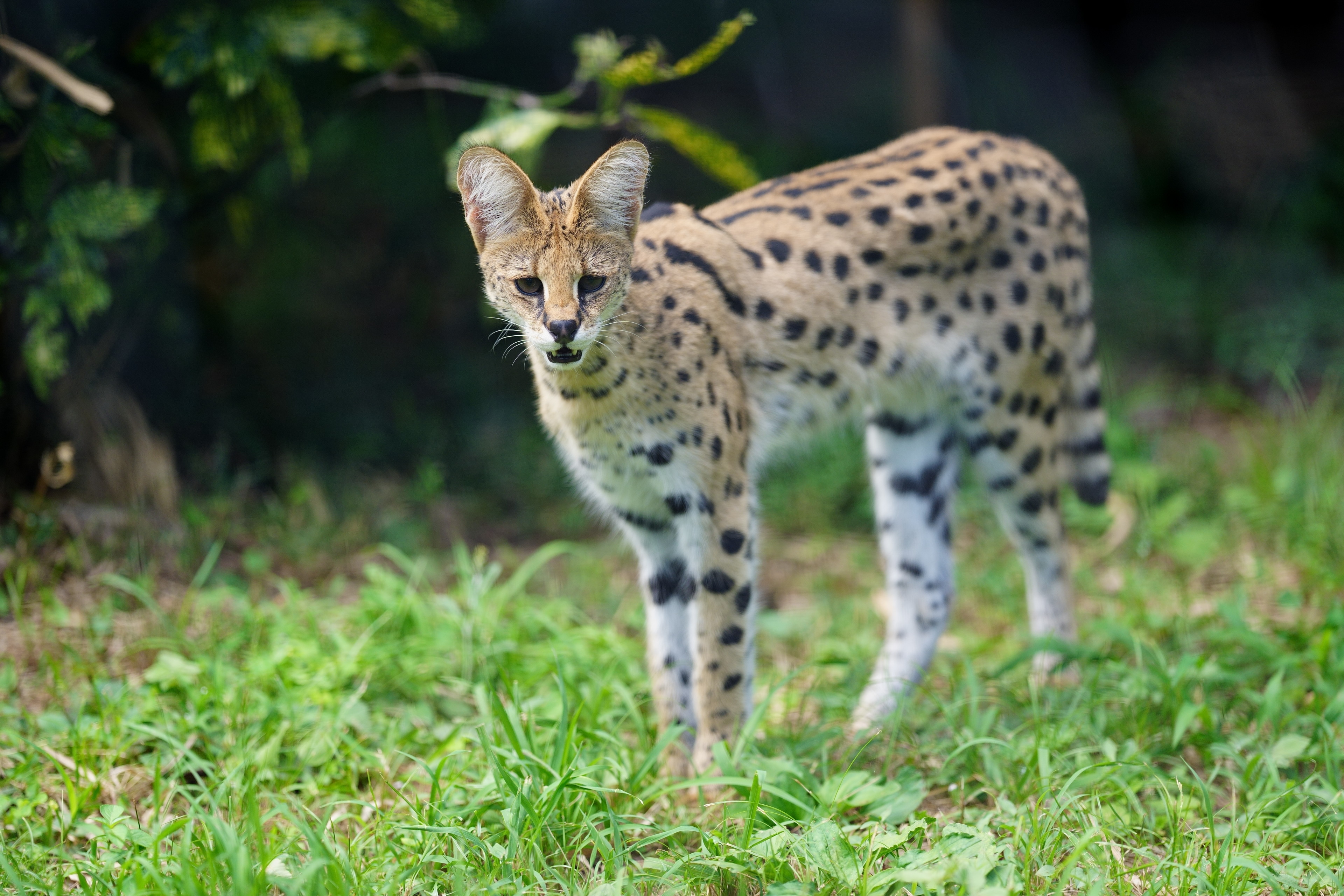 動物と共に…… 動物たちのセックスアピール :マイケル・J・ライアン,東郷