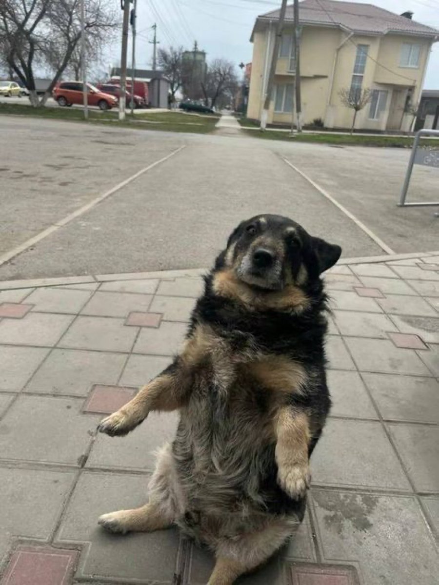 out of context dogs (@contextdogs) on Twitter photo 