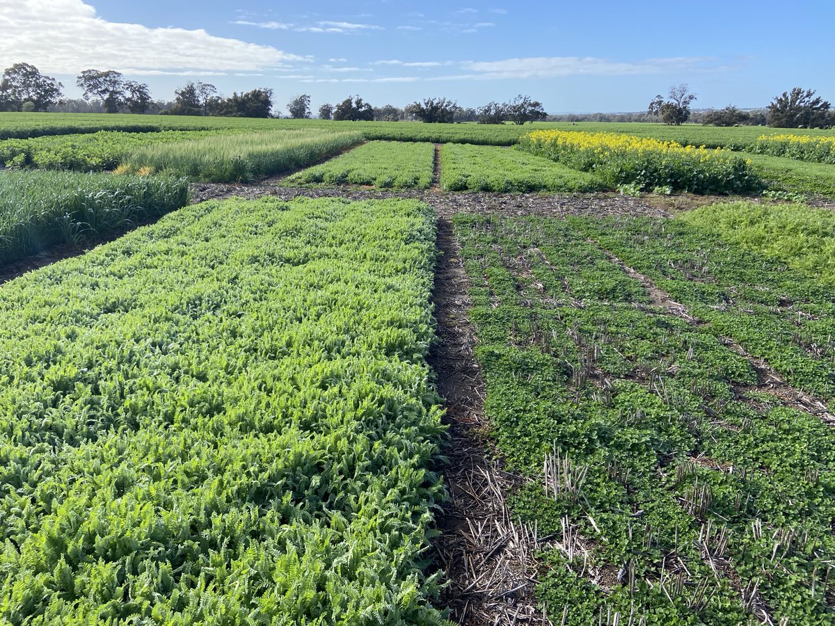 Wow, what a season for serradella at Tambellup, 2 new cultivar options for medium to high rainfall ( HALO project)
