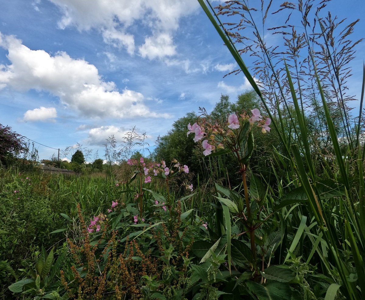 WOLCT's tweet image. A satisfying morning at Murrayfield destroying hundreds of Himalayan balsam plants from Roseburn to Saughton.

As each  plant can produce between 800 and 2,500 seeds, this work makes a massive difference long term to biodiversity.

#inns @Edinburgh_CC
