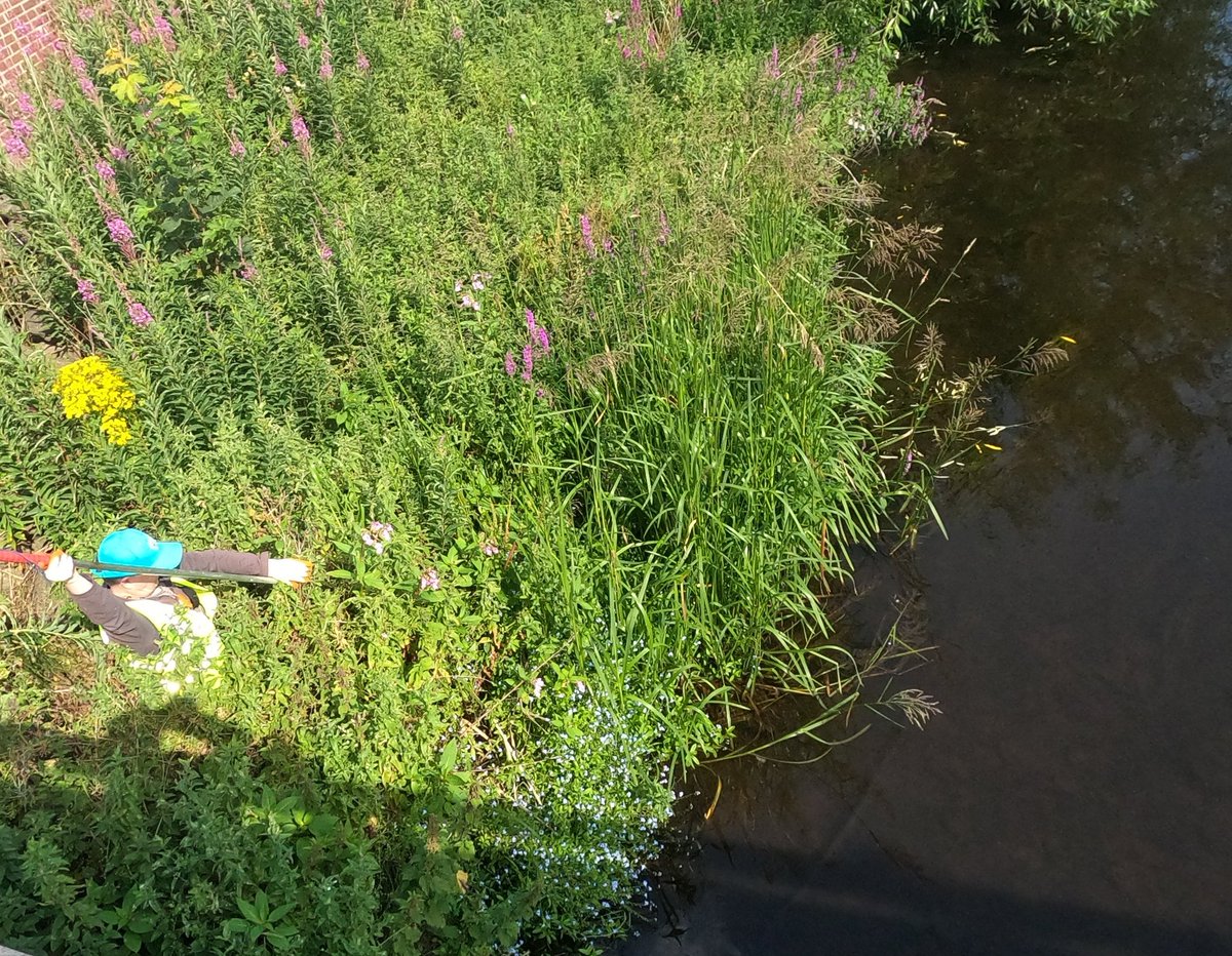 WOLCT's tweet image. A satisfying morning at Murrayfield destroying hundreds of Himalayan balsam plants from Roseburn to Saughton.

As each  plant can produce between 800 and 2,500 seeds, this work makes a massive difference long term to biodiversity.

#inns @Edinburgh_CC