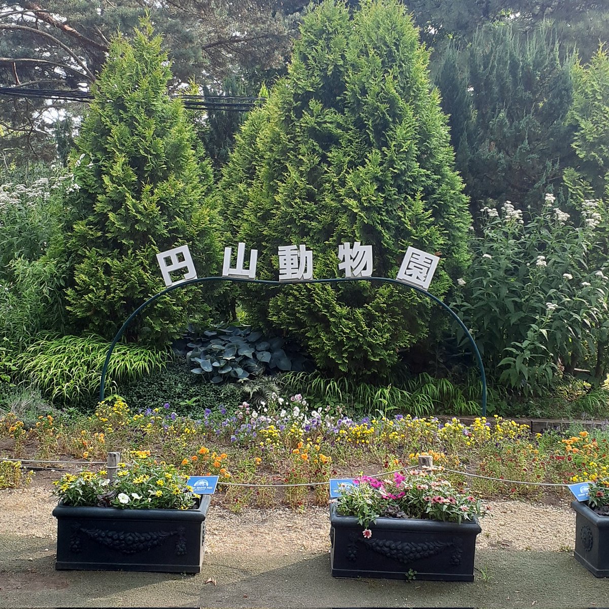 ウッチーに会いに行ったら写真だけになっていました。お供えは受け付けないとのこと。そうやってウッチーのこと風化させるつもりなのかな、悲しい
