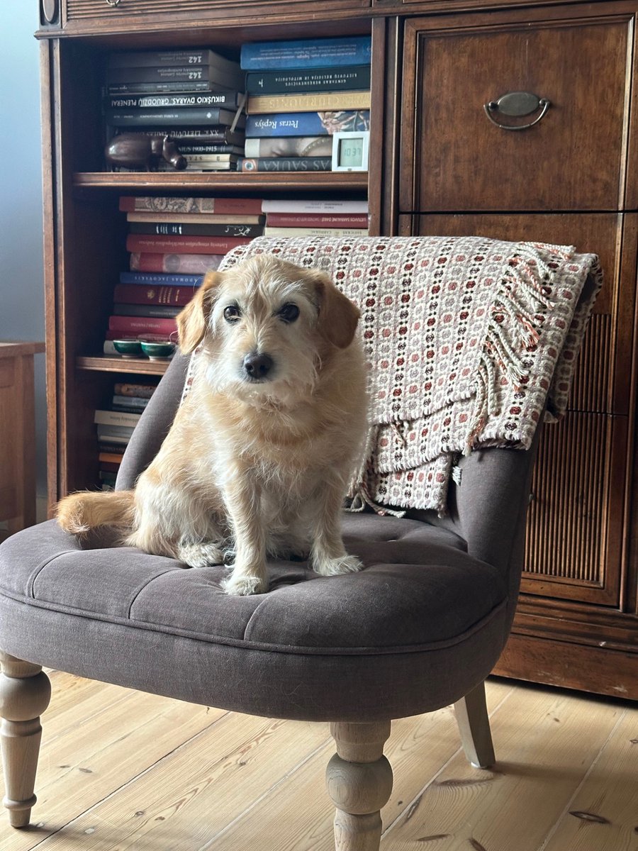 PetPowerEU's tweet image. The #BestBuddies photo contest has officially started!
Smilga here was the first to join us! 🥰
Think your pet is cuter than her puppy eyes? 👉Join our contest!