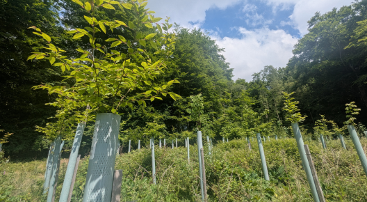 TankMuseum's tweet image. From Tank Tracks to Tree Trunks!
We’re working with @ForestryEngland to help restore a local Dorset woodland.
🌳
Visitors will be offered the chance to donate a tree for £6 when they purchase their museum admission tickets.
More 👉️ tankmuseum.org/article/tanks_…