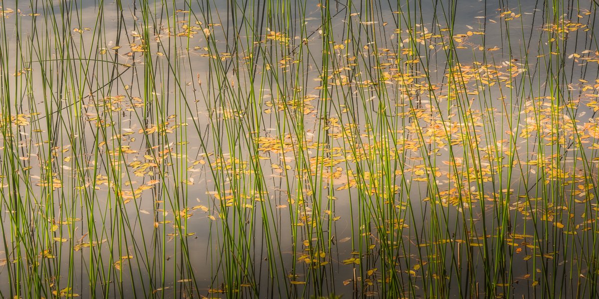 mark_lj's tweet image. A wander to a favourite lochan this morning. I can confirm that Clegs have control of the skies over Wester Ross at the moment.