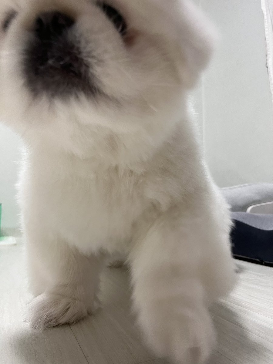 zzoggany's tweet image. 강아지들 특
너무 귀여워서 사진 찍어볼라고 하면 꼭 이렇게 저벅슨저벅슨 나를 향해 걸어옴