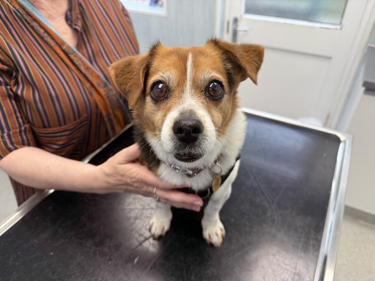 marcthevet's tweet image. Little Mabel visiting us to check her teeth as her human suspects poss discomfort. Turns out her front ones are a bit wobbly & rest could do with a scale/polish. If you think your dog, cat, or rabbit has mouth pain or halitosis then please contact your vet ASAP. #AnimalWelfare
