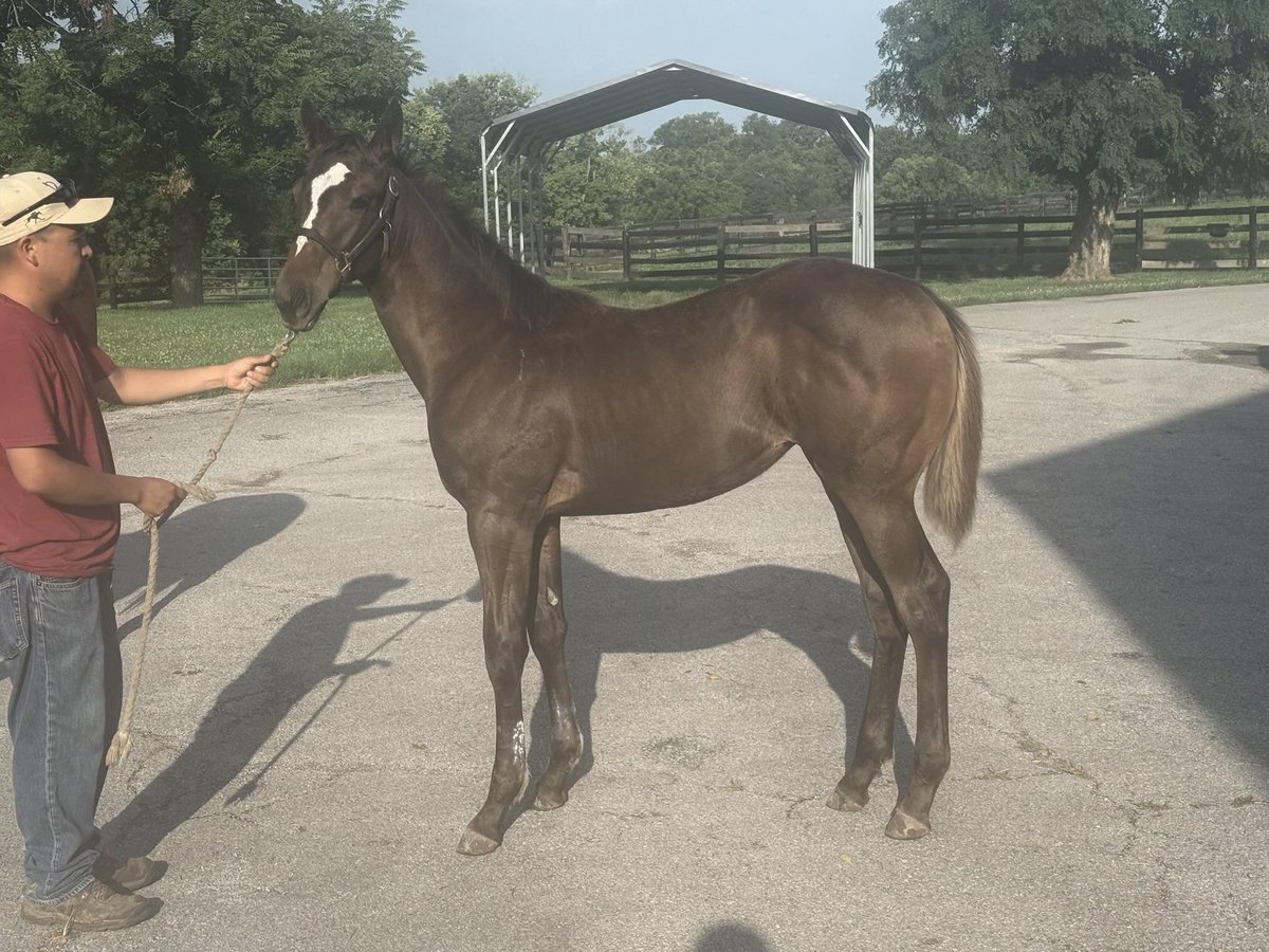 Vincent Colbert (@vincentcolbert) on Twitter photo Coming in Hot! Full sister to Grade 1 winner Chocolate Gelato. <a href="/coolmoreamerica/">Coolmore America</a> <a href="/TAOcampo/">Rose Hill Farm</a> <a href="/CampionLesley/">Lesley Campion</a> Coming in Hot! Full sister to Grade 1 winner Chocolate Gelato. <a href="/coolmoreamerica/">Coolmore America</a> <a href="/TAOcampo/">Rose Hill Farm</a> <a href="/CampionLesley/">Lesley Campion</a>