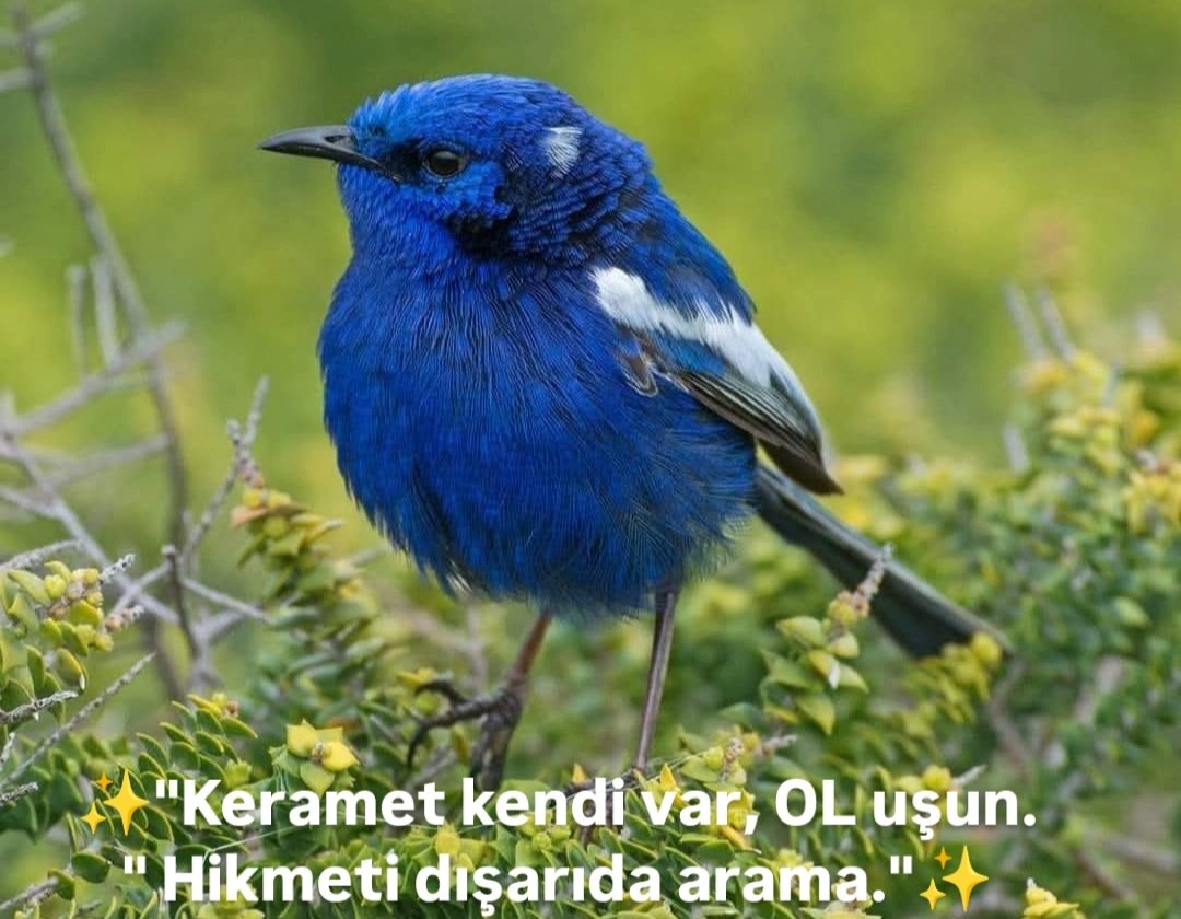 kutlumesut01fb1's tweet image. 🌠"Tek Başına KaLdığı Zaman YabancıLık ve Gurbet Hissini Yaşayan,
"Henüz Rabbiyle Tam Bir Yakın'Lık OL u ş turamamış tır!
Hz. Âişe (r.a.)
✨'Uyanış bir şey öğrenmekle ilgili değil,
Her şeyi bırakmakla başLar.
✨"Bazen bir İNsaN'ın konuştuklarından çok sustukları önemLidir!✨