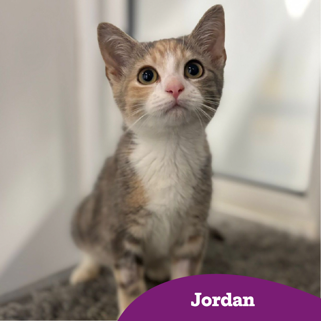 CatsWarrington's tweet image. It's Purrsday!😻
Our team are here to help you find the #PerfectMatch!
We've had some new contracts signed this week, they've met with the medical team and are now looking to score their first goal in a new home! ⚽🙌
**Being homed as part of a pair
💜🏡
cats.org.uk/warrington#ado…