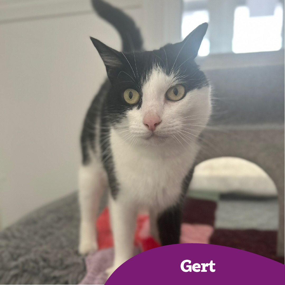 CatsWarrington's tweet image. It's Purrsday!😻
Our team are here to help you find the #PerfectMatch!
We've had some new contracts signed this week, they've met with the medical team and are now looking to score their first goal in a new home! ⚽🙌
**Being homed as part of a pair
💜🏡
cats.org.uk/warrington#ado…