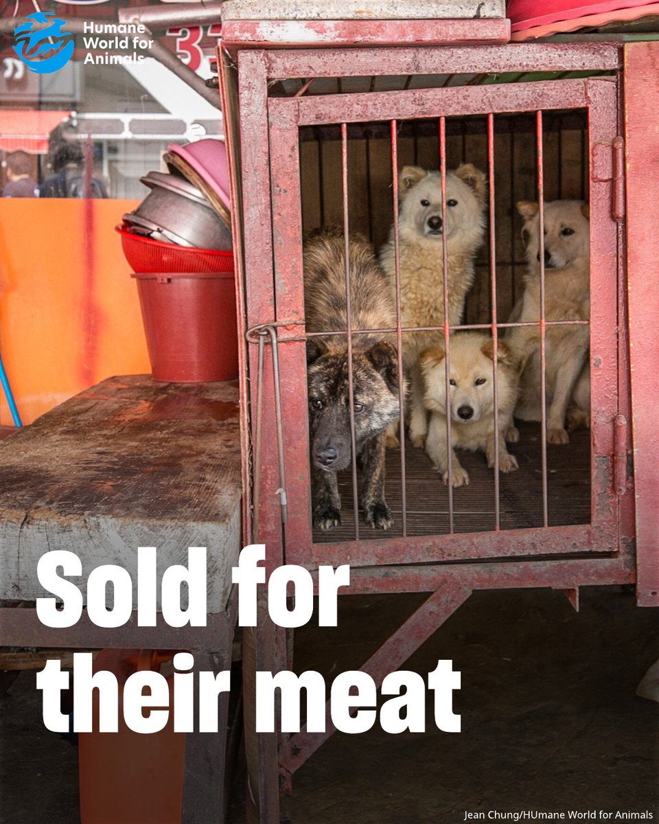 humaneworldorg's tweet image. Once common during Bok Nal, dog meat consumption in South Korea is now at an all-time low. 🙌 The majority of Koreans no longer eat bosintang, a dog meat soup, and public support for ending the dog meat industry is growing stronger every year.
This shift is a powerful reminder:…