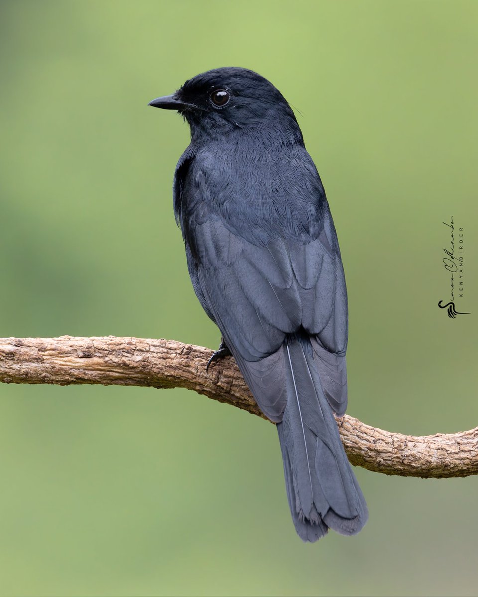 Kenyabirder's tweet image. Southern Black Flycatcher in Murang&apos;a