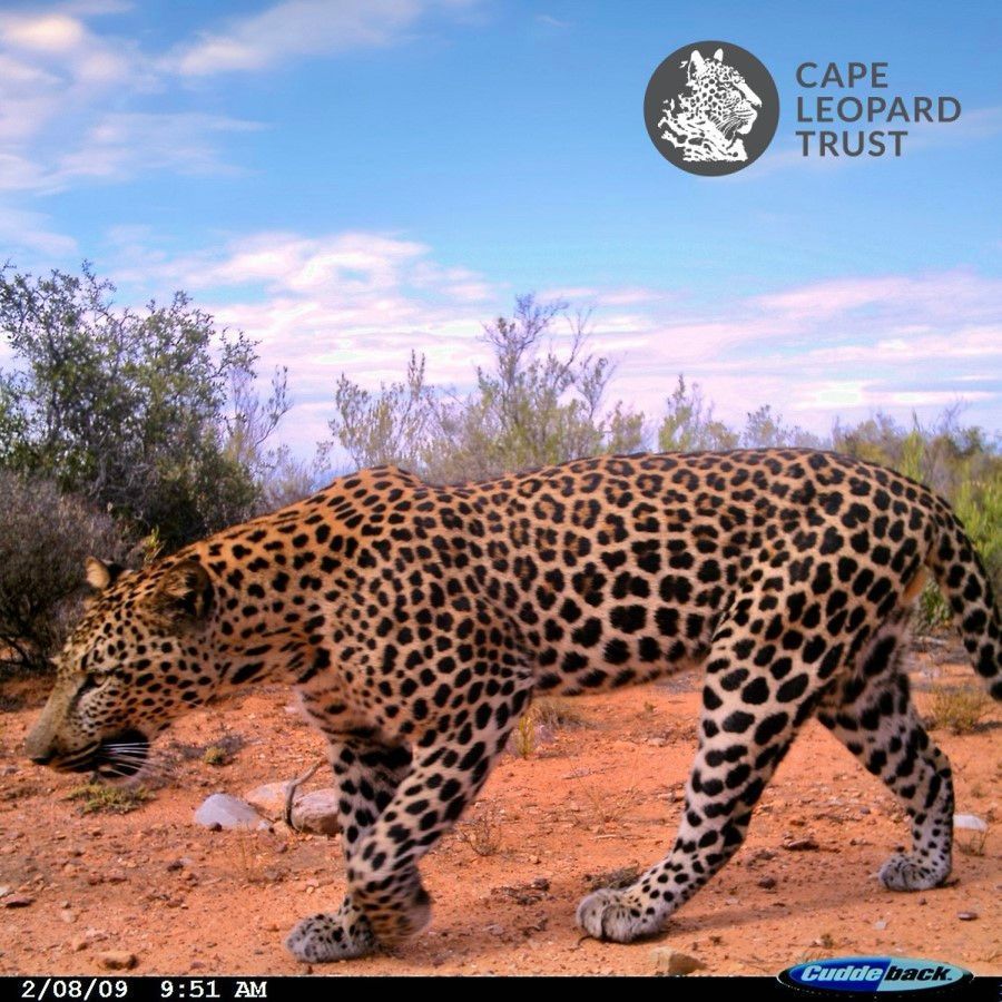 Cape Leopard Trust (CLT) (@capeleopardtrst) on Twitter photo What a beaut!😻 #CLTthrowbackpic to this stunning male called Hugo, from our <a href="/CapeLeopardTrst/">Cape Leopard Trust (CLT)</a> survey in the Little Karoo in 2009.
#CamTrapChronicles #LeopardsOfTheCape #LeopardsOfSouthAfrica #Pantherapardus #leopard #leopards What a beaut!😻 #CLTthrowbackpic to this stunning male called Hugo, from our <a href="/CapeLeopardTrst/">Cape Leopard Trust (CLT)</a> survey in the Little Karoo in 2009.
#CamTrapChronicles #LeopardsOfTheCape #LeopardsOfSouthAfrica #Pantherapardus #leopard #leopards