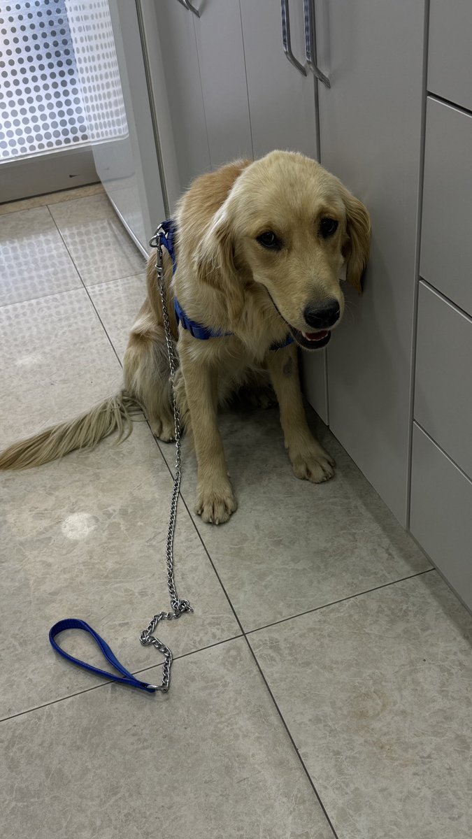 İsmi Ares; ailesi olacak reziller sokağa attı,Ares biraz serinlemek isterken şikayetle barınağa alındı,ölüm kampından hastalık kaptı.Bir merhametli el onu oradan çıkardı ama olmadı. Ares bu dünyadan gitti. Seni sokağa atan,şikayet eden bunu yasalaştıran herkesi Allah kahretsin.