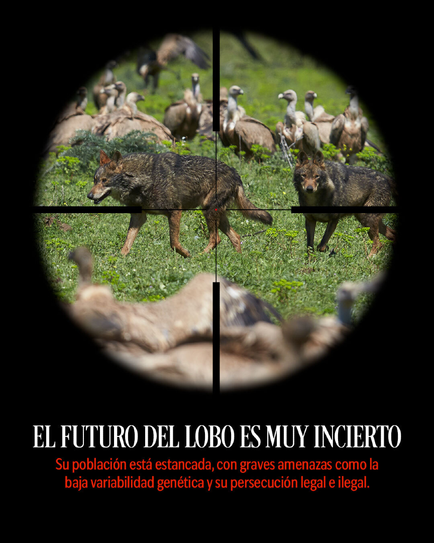 ¡La ciencia no se vota!

➕170 organizaciones exigimos que el Informe Sexenal del lobo se apruebe con base científica, no por intereses partidistas.

📉🐺 El lobo ibérico sigue en estado de conservación desfavorable.

Negarlo es ignorar la evidencia y poner en riesgo su futuro.