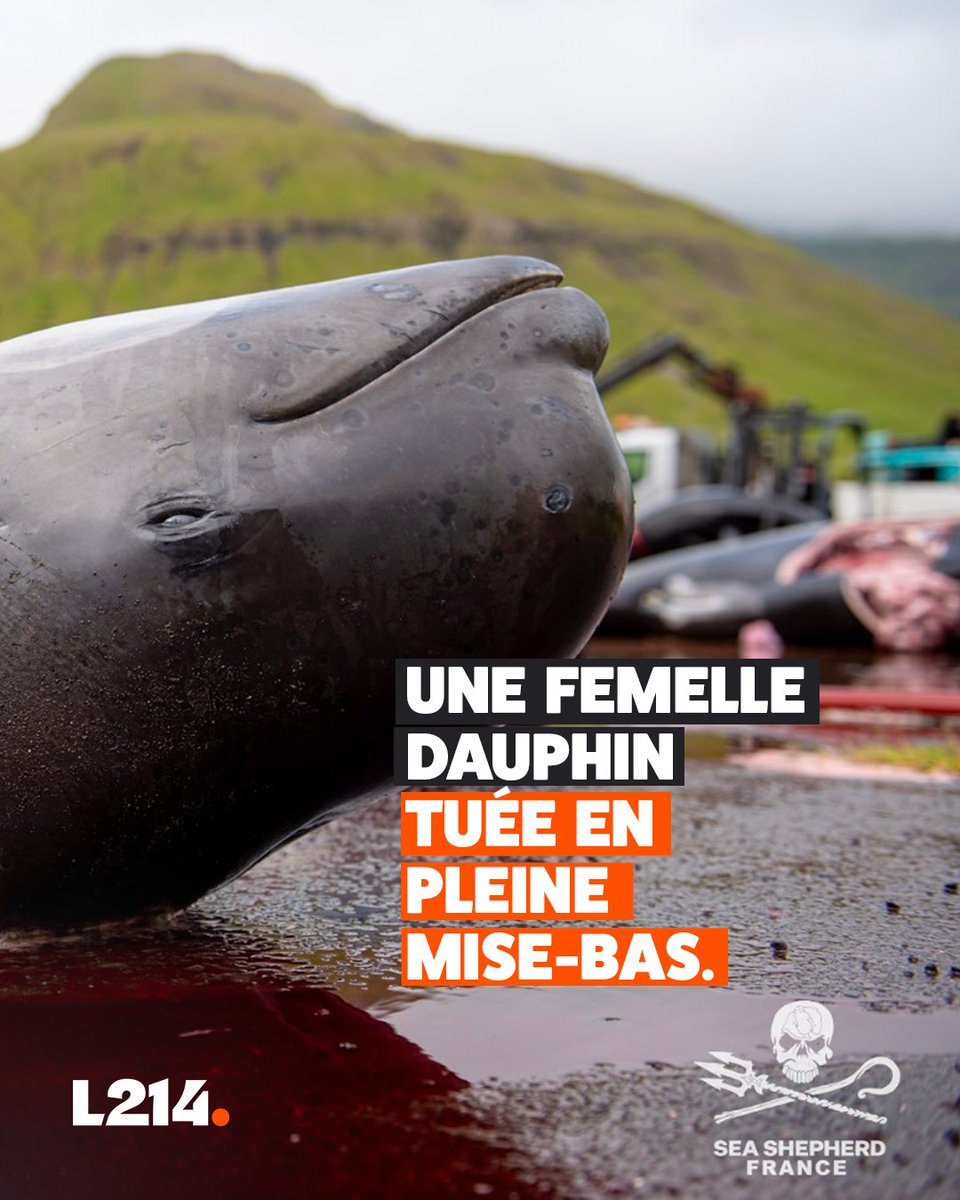 L214's tweet image. Elle était en train de donner la vie.
Ils lui ont donné la mort… 😢
Lors du dernier grindadráp aux Îles Féroé, cette femelle dauphin (globicéphale) a été tuée en pleine mise-bas.
Stop à cette pratique barbare! ⬇️
seashepherd.fr/petitions/peti…
📸: @SeaShepherdFran
