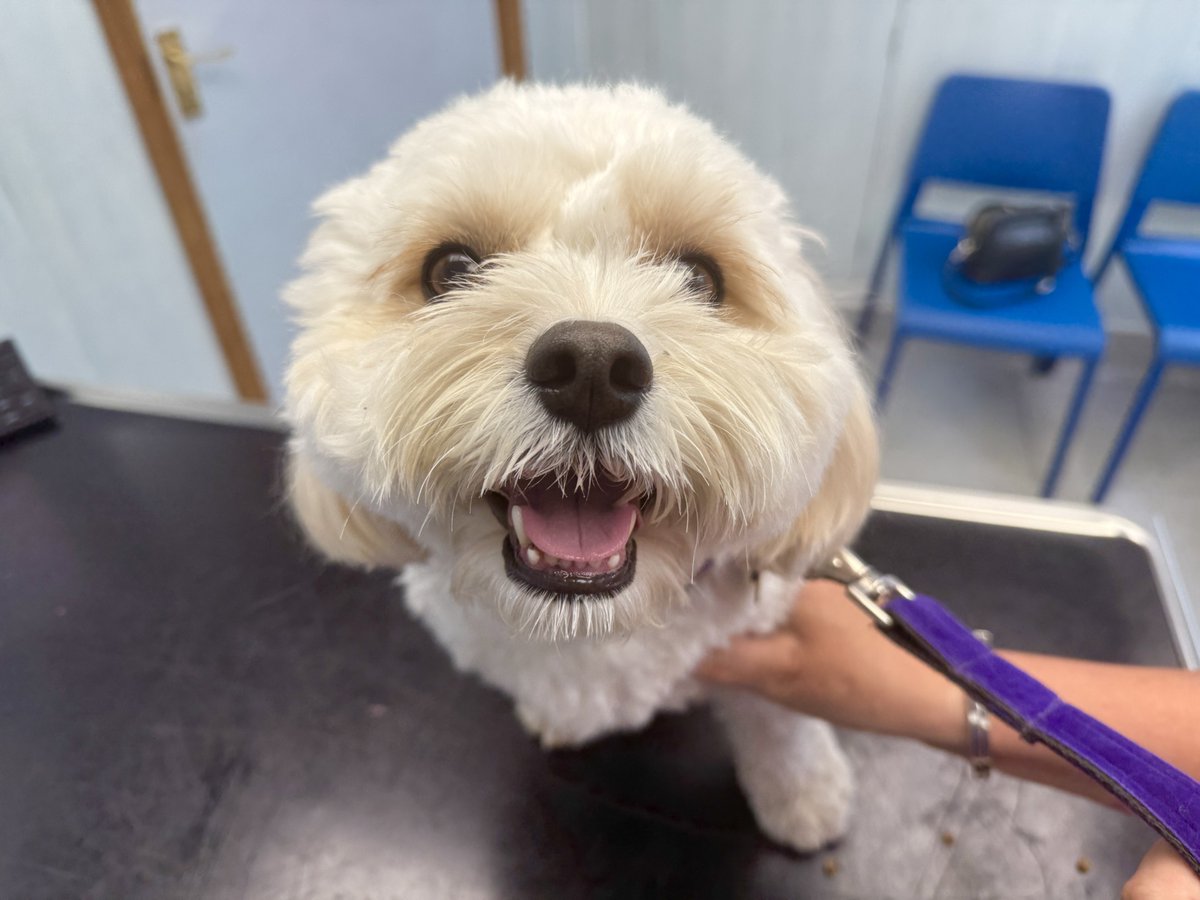 marcthevet's tweet image. Young Bentley visiting us for his annual vaccination & healthcheck. Please always make sure your dog, cat, or rabbit is fully protected against potentially life-threatening infectious diseases & parasites commonly found in the environment. Ask your vet for details. #AnimalWelfare