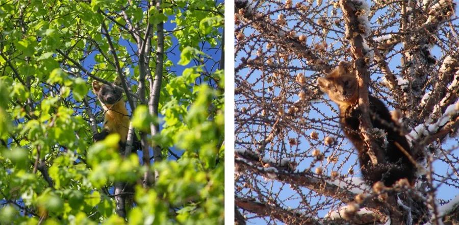 Stacks Journal tweet media