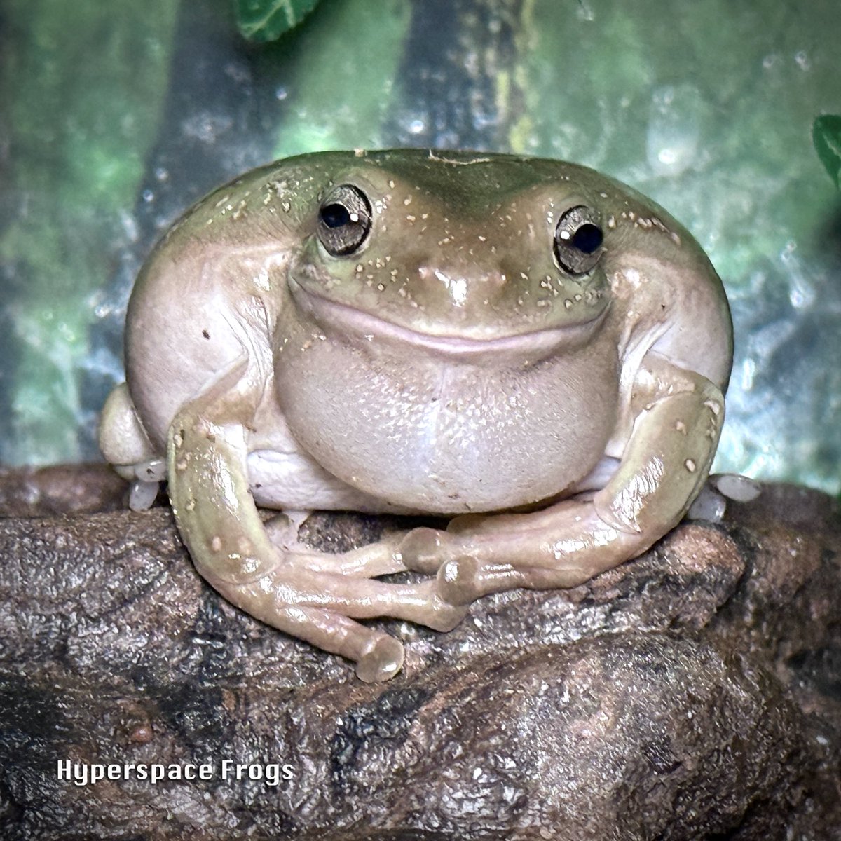 HyperspaceFrogs's tweet image. Starbuck came prepared for a VERY loud debate with Rodney!