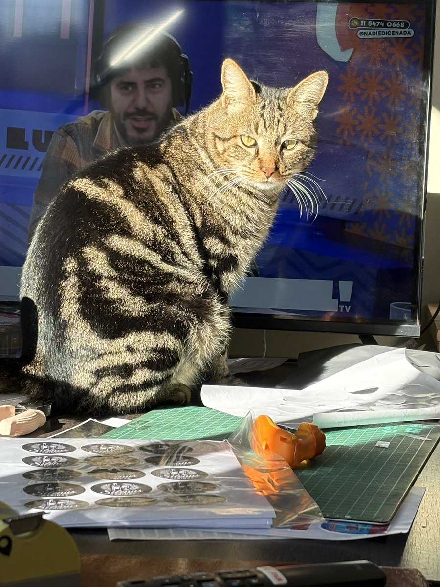 GiselNisnevich's tweet photo. Intentando mirarlos, mientras trabajo
En casa, pero tengo un intruso jajaja los veo desde Moisés Ville. Prov. Santa Fe #nadiedicenada https://t.co/Gfbk9rYjwm