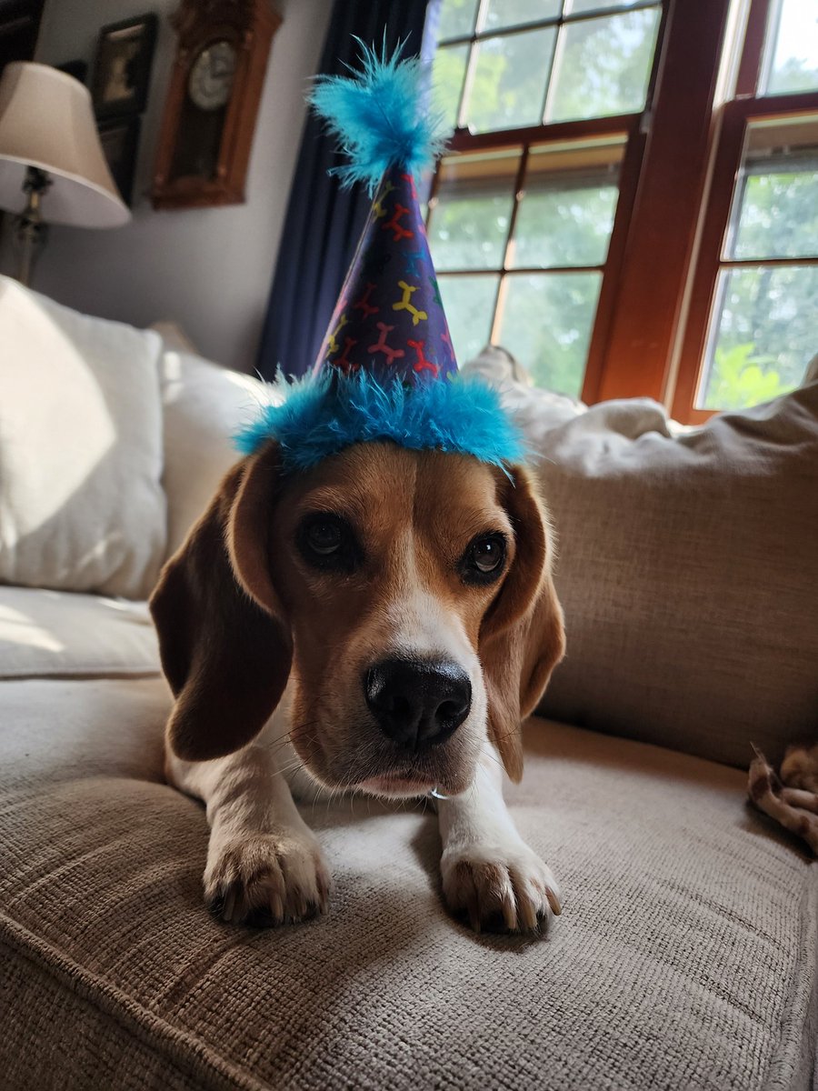 🐾Oliver Beagle / Gracie Mae OTRB 💔🌈🐾 tweet media