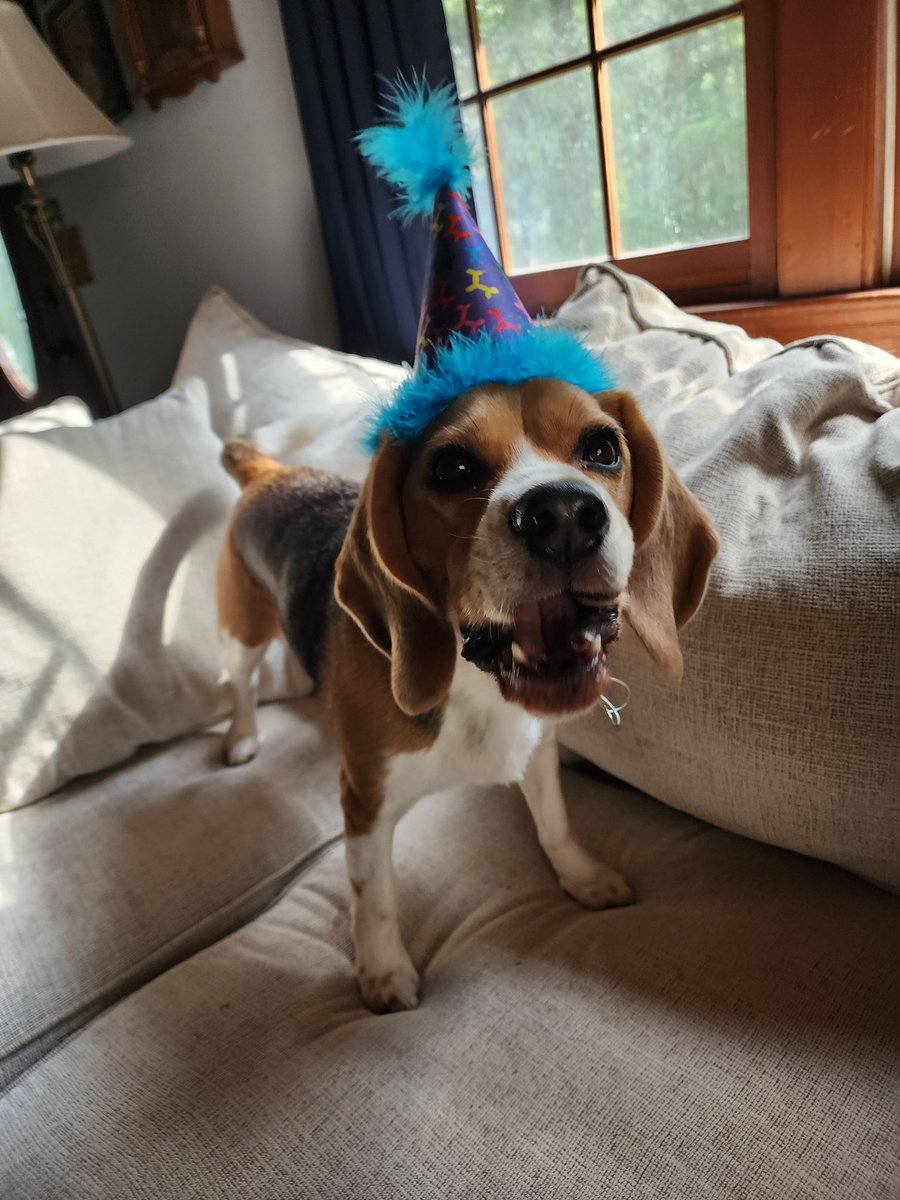 🐾Oliver Beagle / Gracie Mae OTRB 💔🌈🐾 tweet media