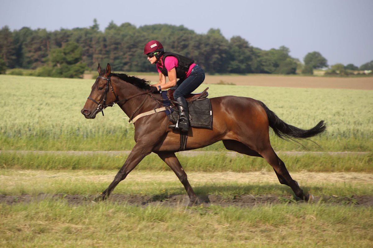 MickEasterby's tweet image. ⭐️NEW TOP RATED HORSE⭐️
Today's latest BHA ratings saw this chap become our new top-rated flat horse. To find out who he is have a look at the full list which is on our website.
mickeasterby.co.uk//newsdetailsfe…