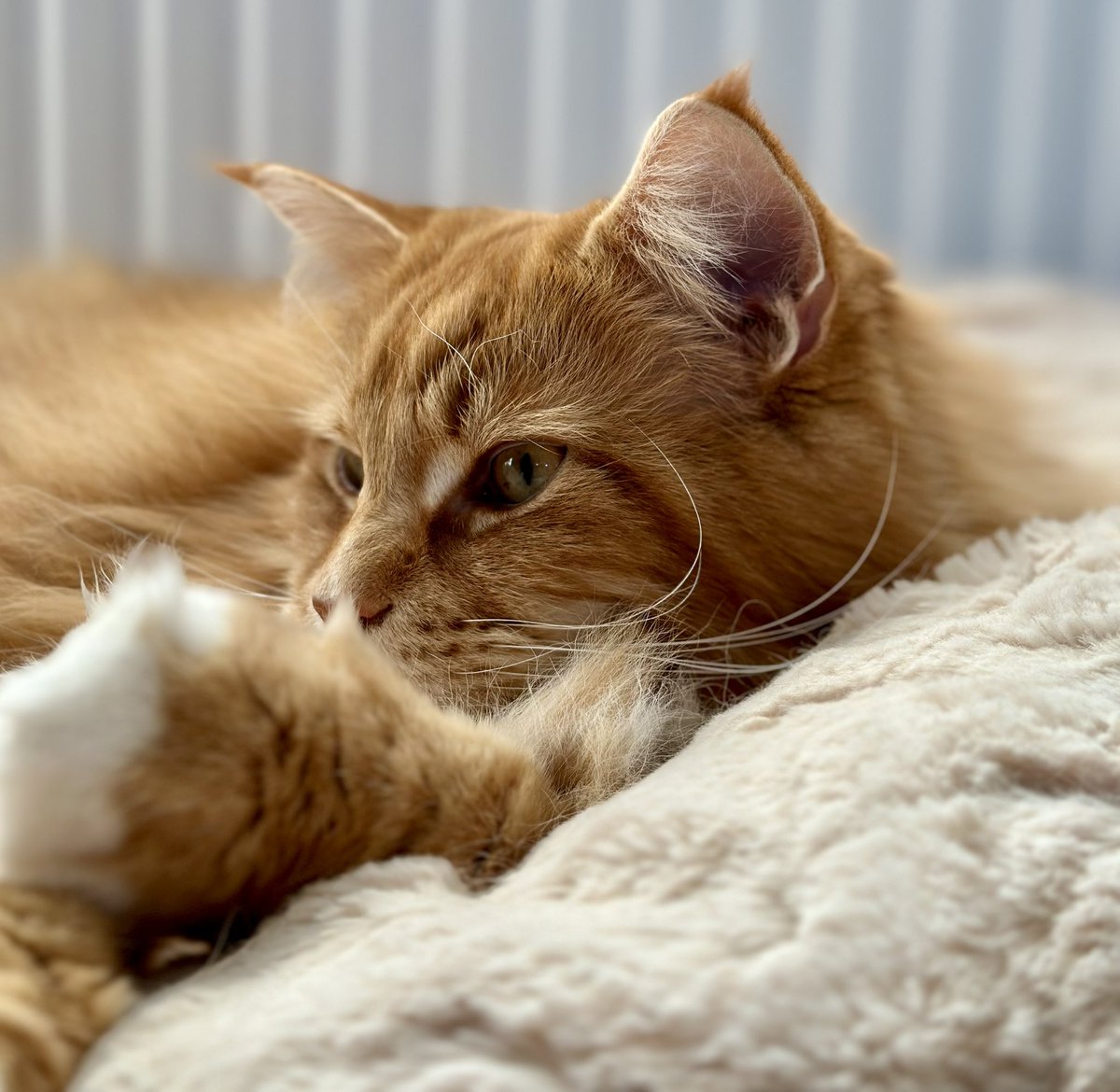 buddy_gizmo's tweet image. It’s been 6 months since we lost Buddy. Not a day goes by without thinking of him and missing his wee face appearing from around a corner.
Happy memories keep him close to our hearts and hopefully yours too.
Miss you always sunshine 🌈🌈🧡🧡🦁🦁 #teamfloof