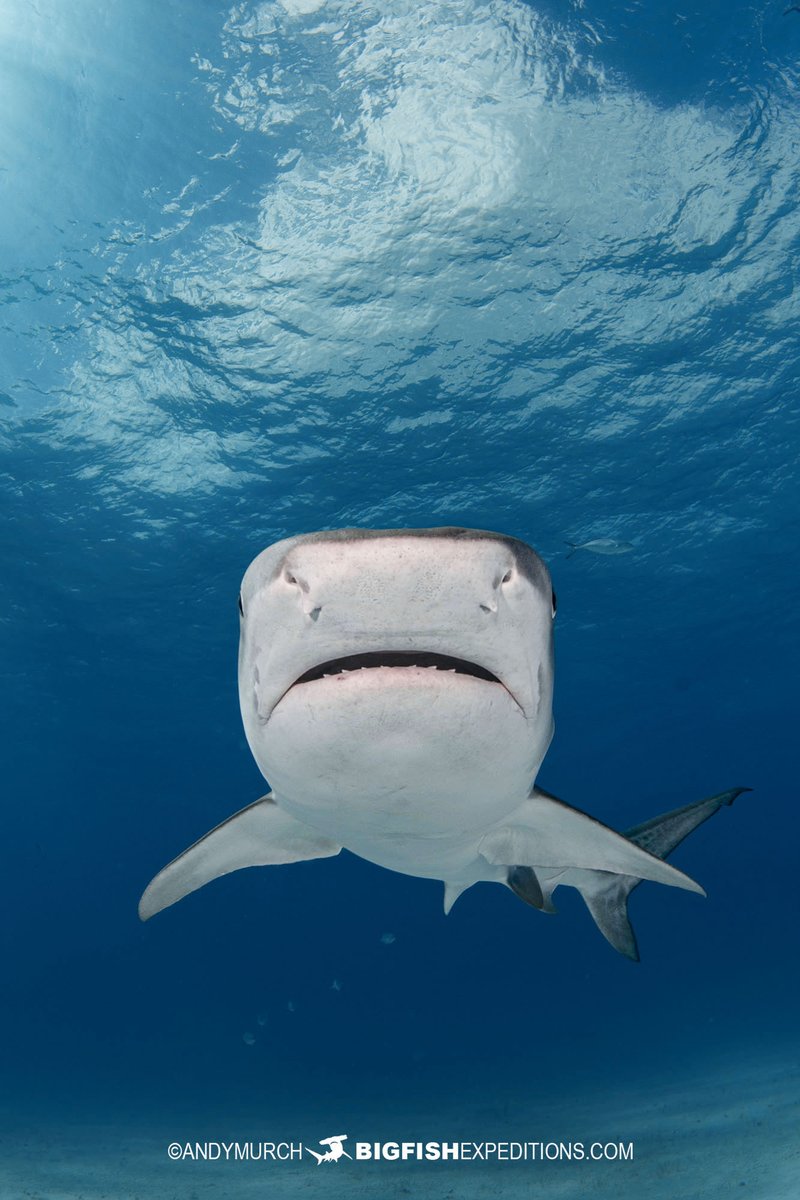 BigFishTrips's tweet image. Tiger Shark striking a classic pose at Tiger Beach.
bigfishexpeditions.com/trips/scuba-di…