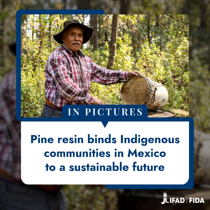IFAD's tweet photo. #DYK resin can be used in medicines, varnish and many other things in between?🌿
In #Mexico, an Indigenous community has harvested it for generations.

With support from IFAD, the gov &amp; @theGCF, improved infrastructure is helping them reach wider markets and grow sustainably.🔗⤵️