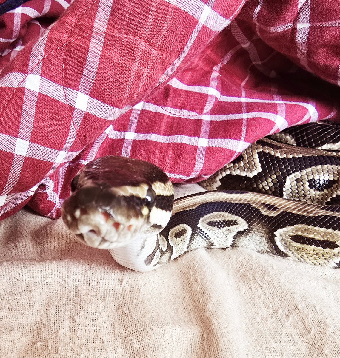 SerpentEmpress_'s tweet image. Chilling with my bubs watching Scooter on YouTube 💚 #royalpython #ballpython #snake