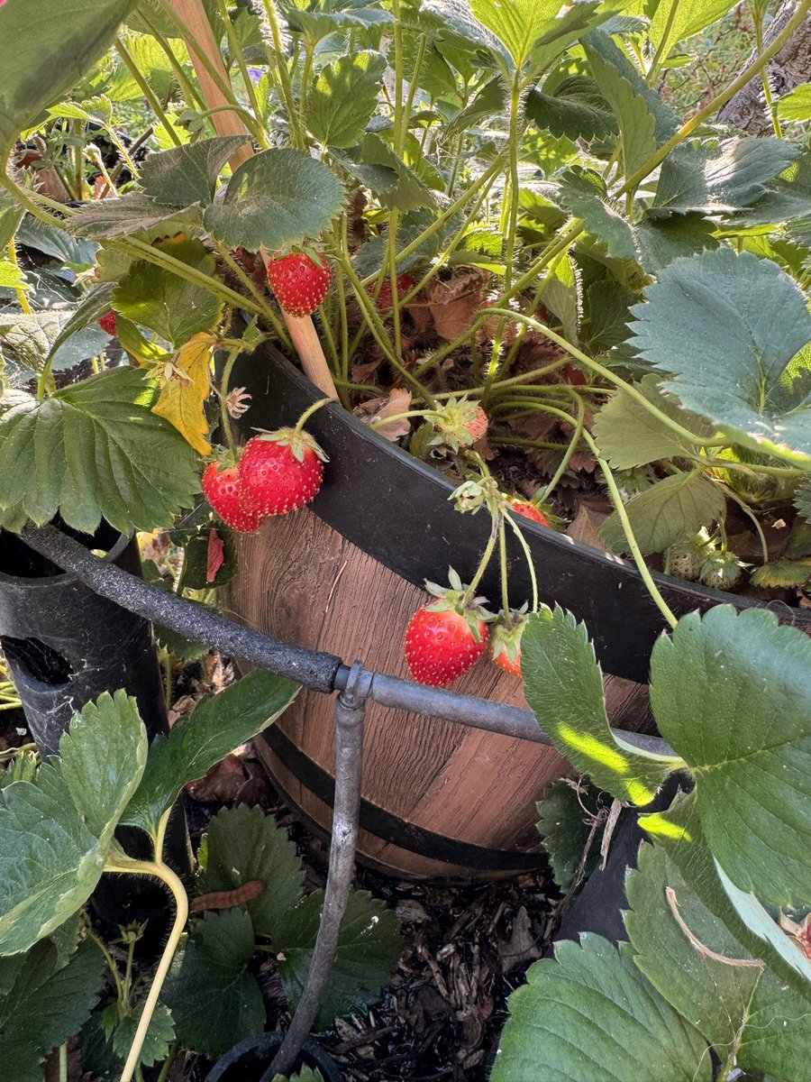 drrogera's tweet image. June bearer’s still going!