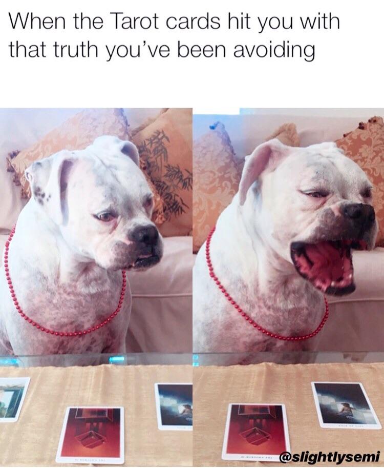 MagicalBuffet's tweet image. In my opinion, this meme is more about the adorable dog than the tarot joke.