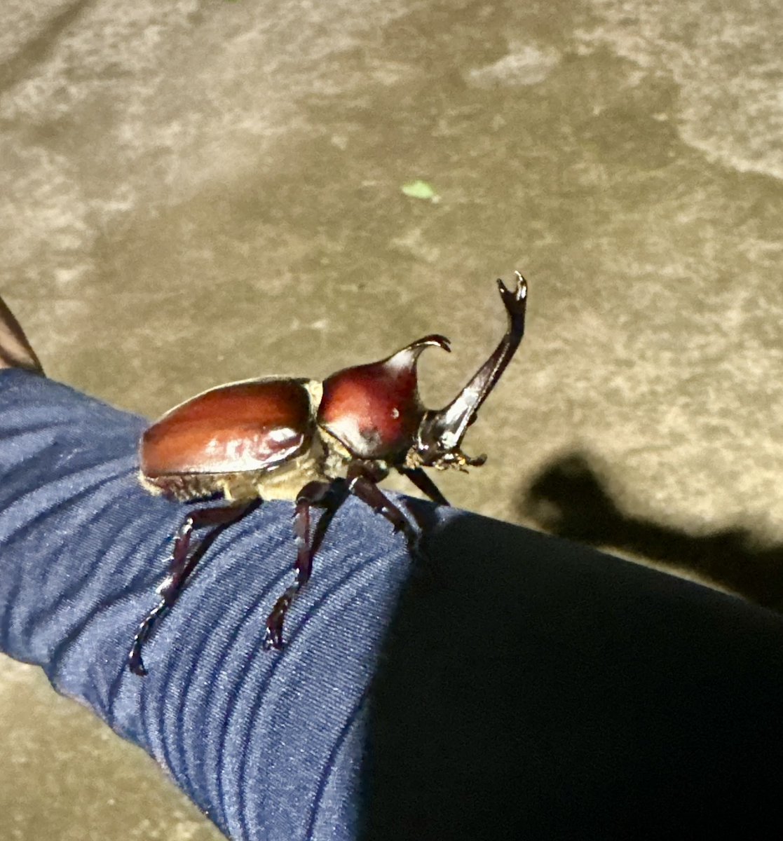 ðŠkojikojiðŠ (@cunepero) on Twitter photo ã«ããè«ãã ã«ããè«ãã