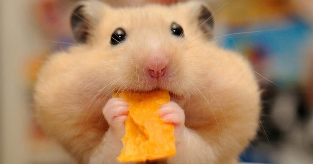 spot the difference 

3 weeks of medication has been making my face bloat like crazy and I'm feeling like a little hamster :3