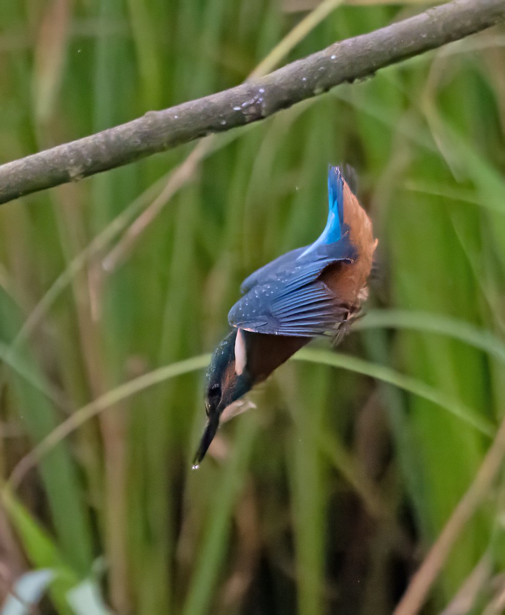 Kingfisher