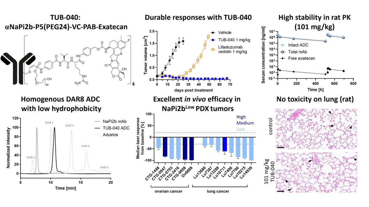 MCT_AACR's tweet image. #OnlineFirst: TUB-040, a Homogenous and Hydrophilic NaPi2b-Targeting #ADC with Stably Linked #Exatecan, Exhibits Long-lasting Anti-tumor Activity and a Well-Tolerated Safety Profile. doi.org/10.1158/1535-7…
#AntibodyDrugConjugate #FirstDisclosure #OpenAccess