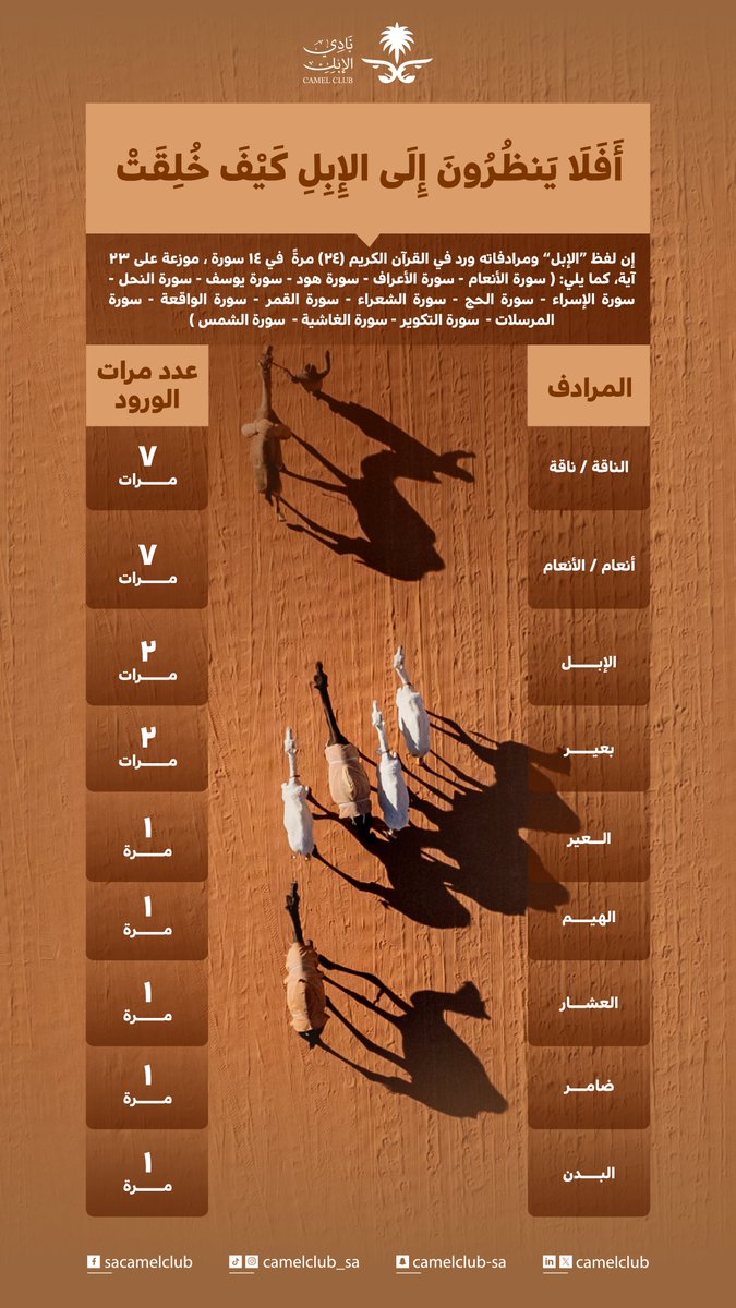 CamelClub's tweet image. الإبل أكثر من مجرد موروث 🐪

#نادي_الإبل