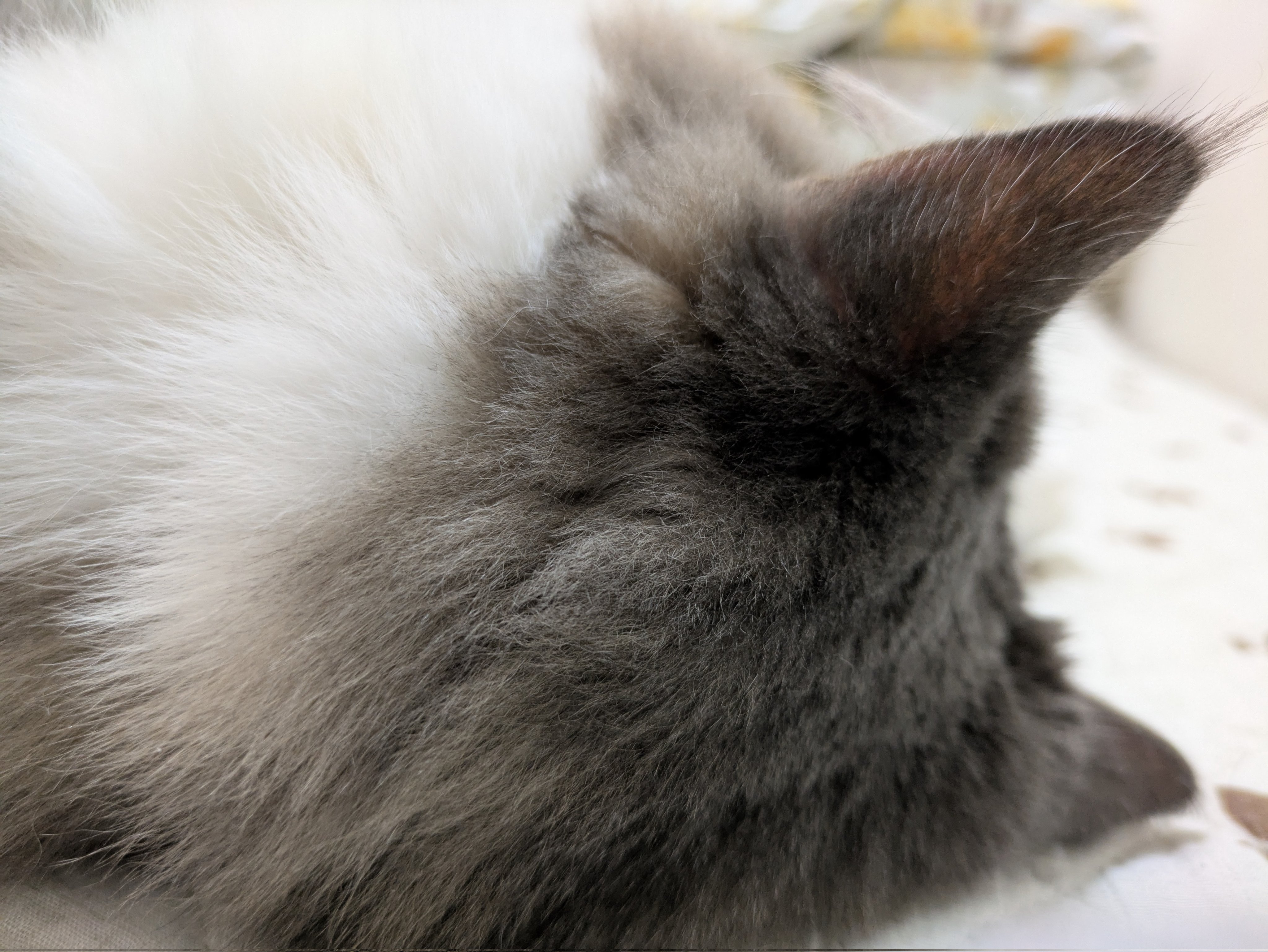 ねこのジル❁サイベリアン on X: 